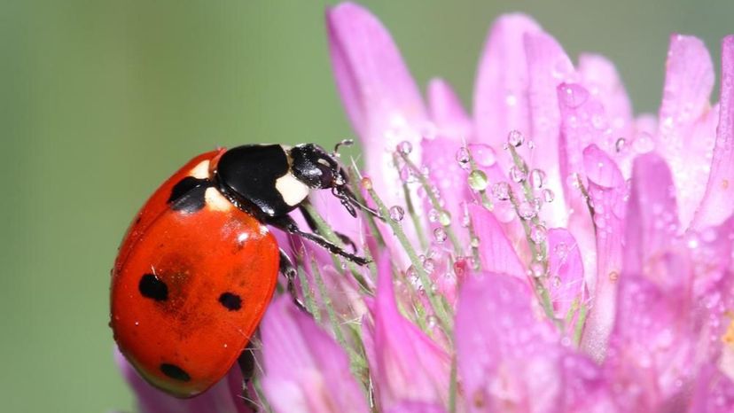 Seven spotted ladybug