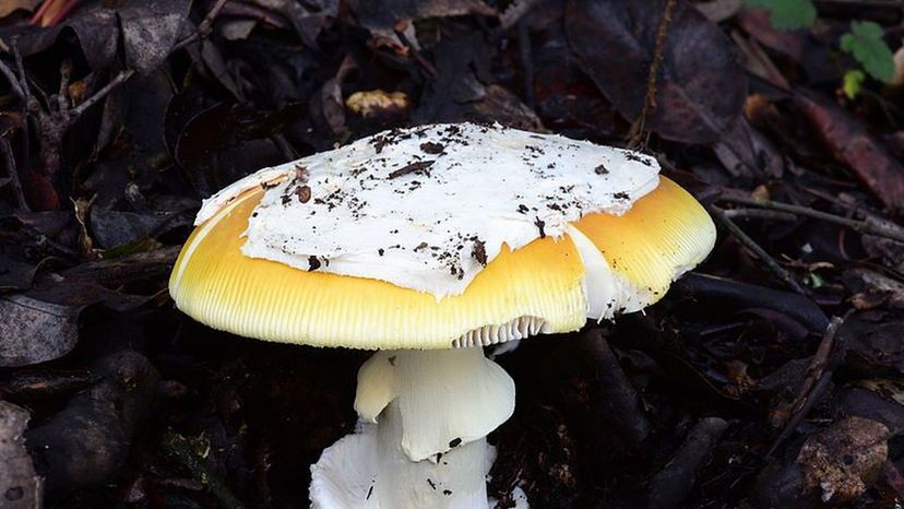 Amanita_calyptroderma_Oakland