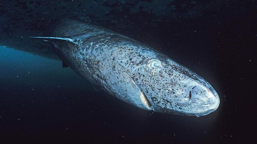 Greenland shark