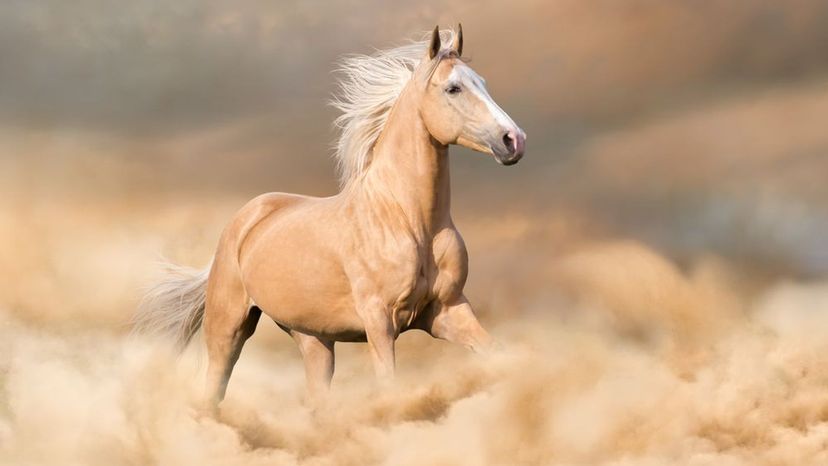 Palomino