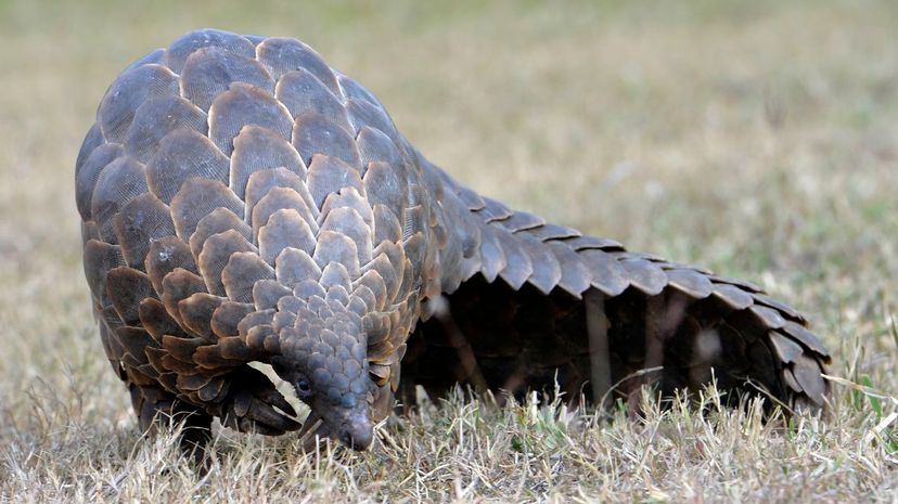 Pangolin