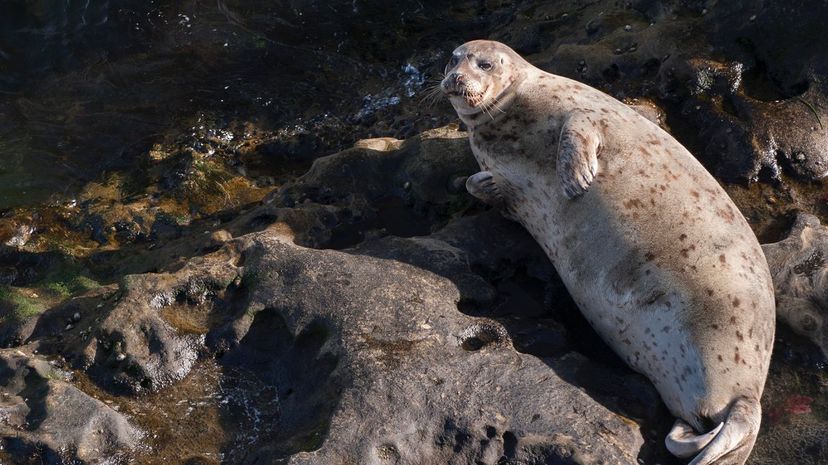 Spotted Seal