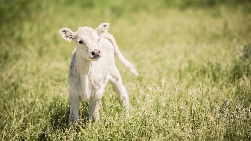 A calf