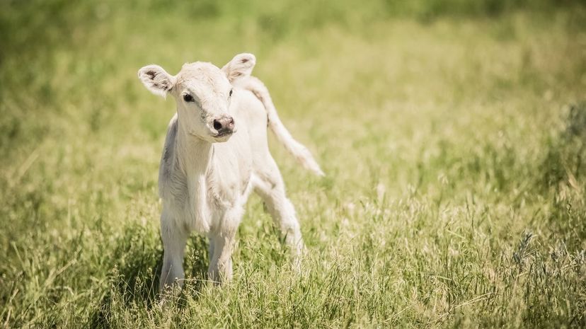 A calf