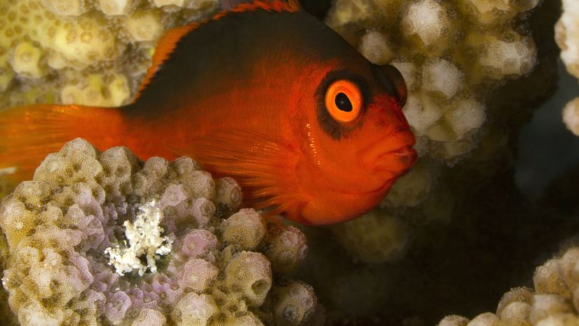 RED HAWKFISH