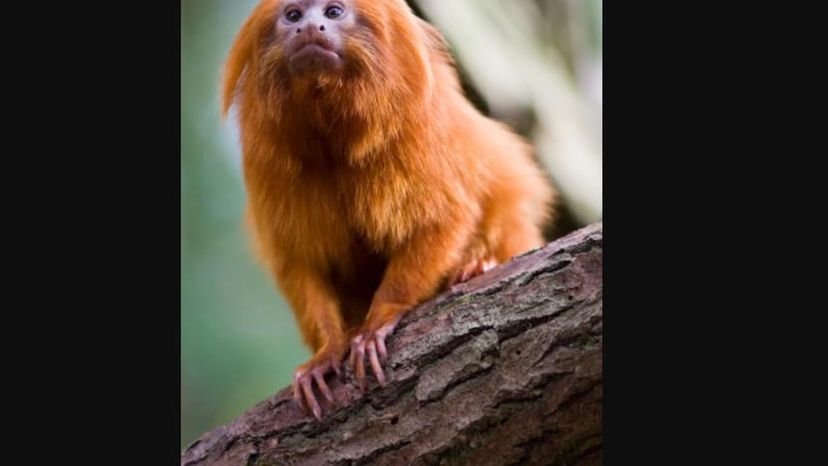 Golden Lion Tamarin