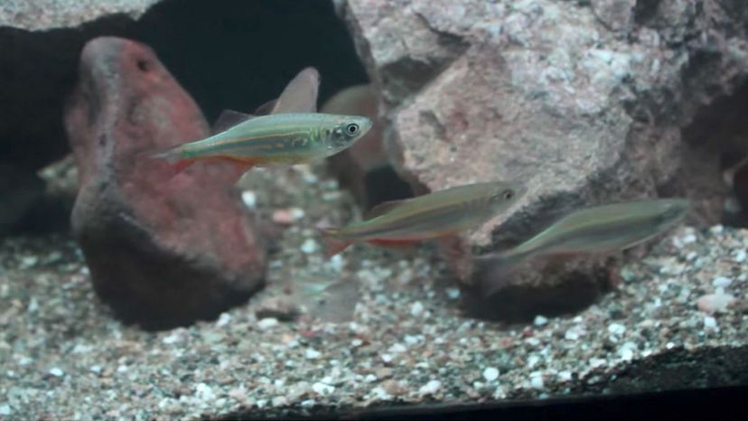 Giant Danio