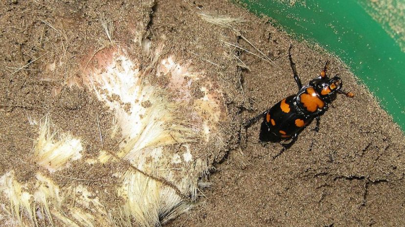 American Burying Beetle