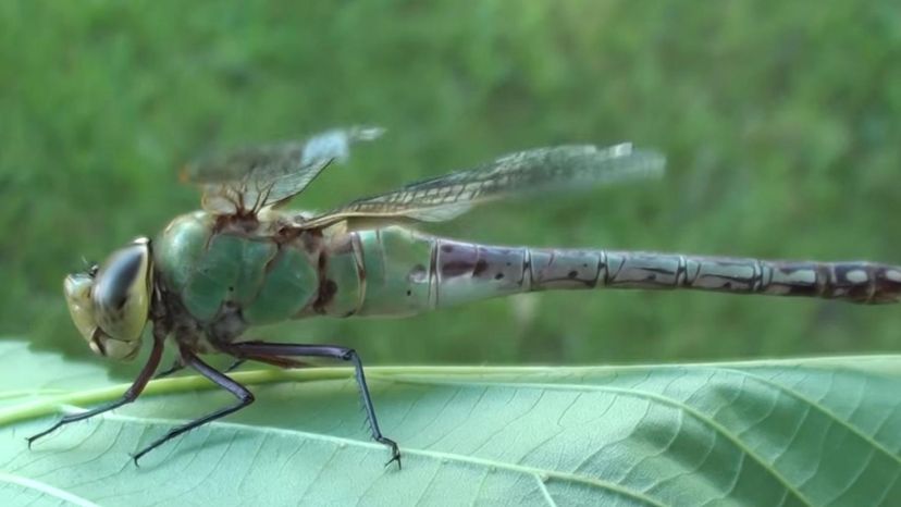 Common Green Damer