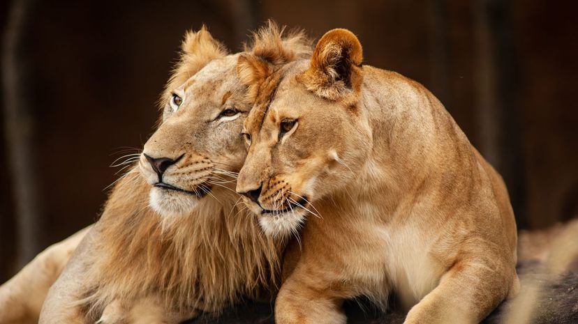 25_lion couple