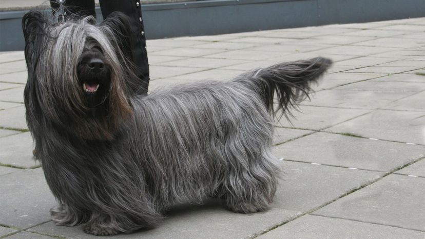 Skye terrier