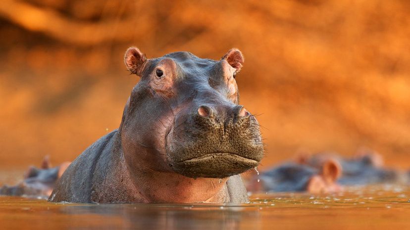 25 hippo
