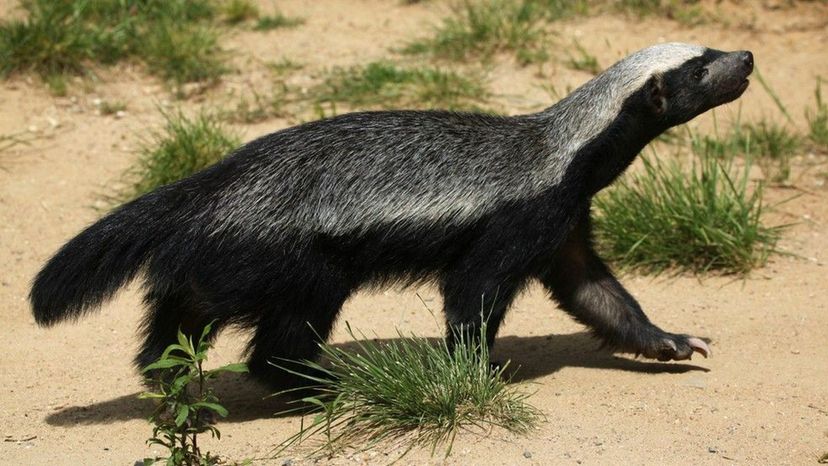 Honey Badger