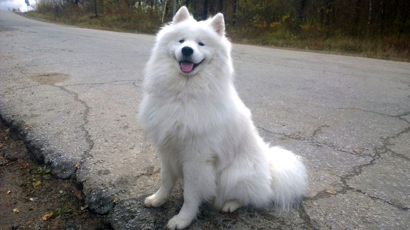 Samoyed