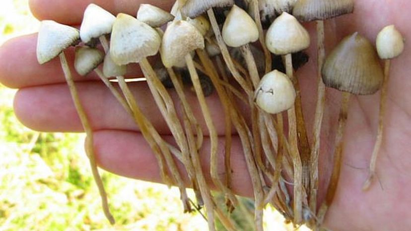 Liberty Cap (Psilocybe semilanceata) hallucinogenic