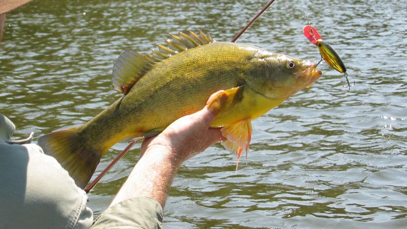 Golden perch