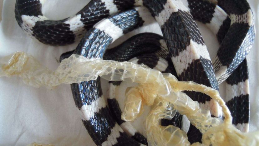 Taiwanese Krait