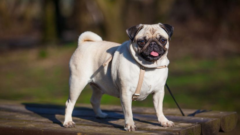 Can you guess Canberra's most popular dog breed? The answer might surprise  you