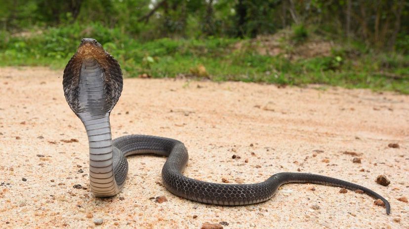 Indochinese Spitting Cobra