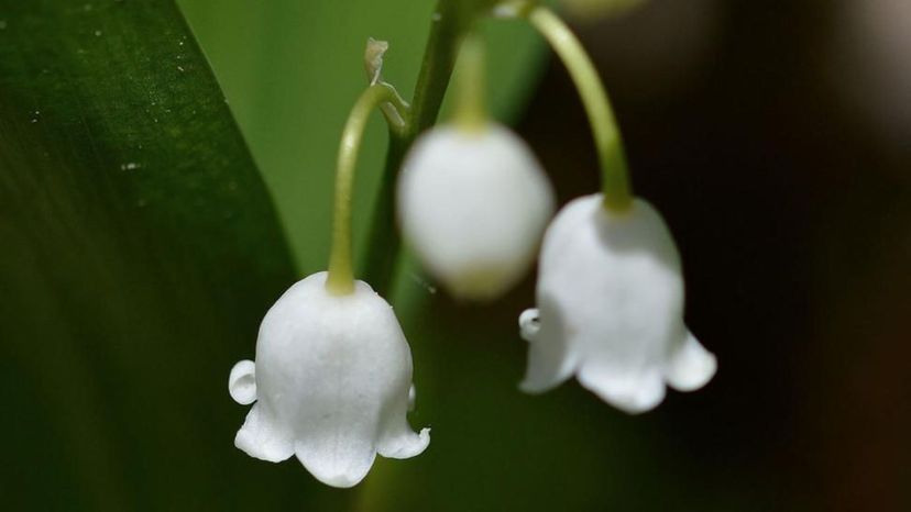 Lily Of The Valley flower