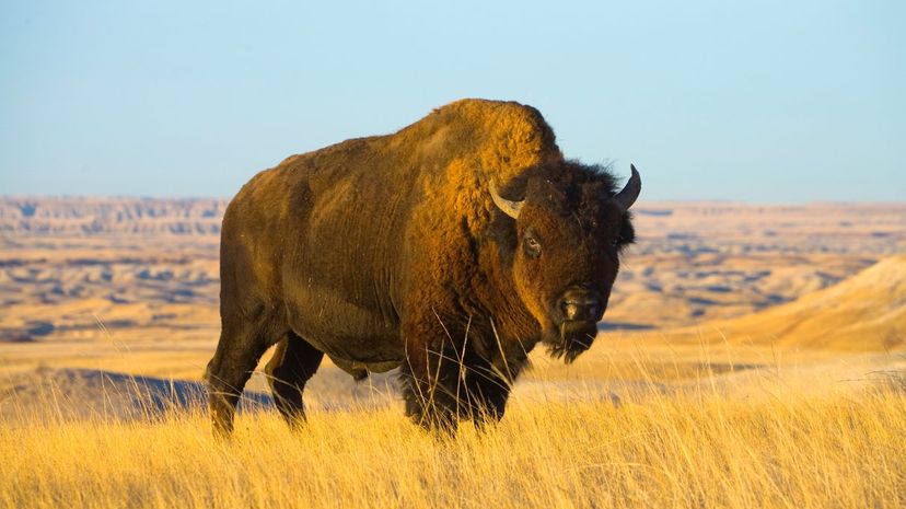 Bison