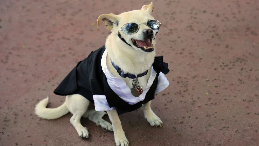 Chihuahua dog in a tuxedo at a weddin