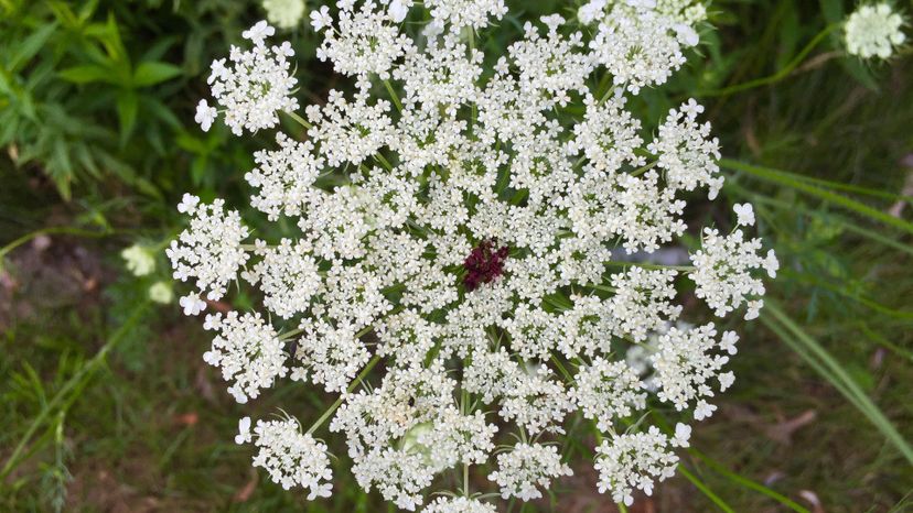 Queen Anne's Lace