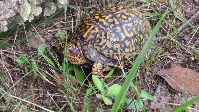 Eastern Box Turtle