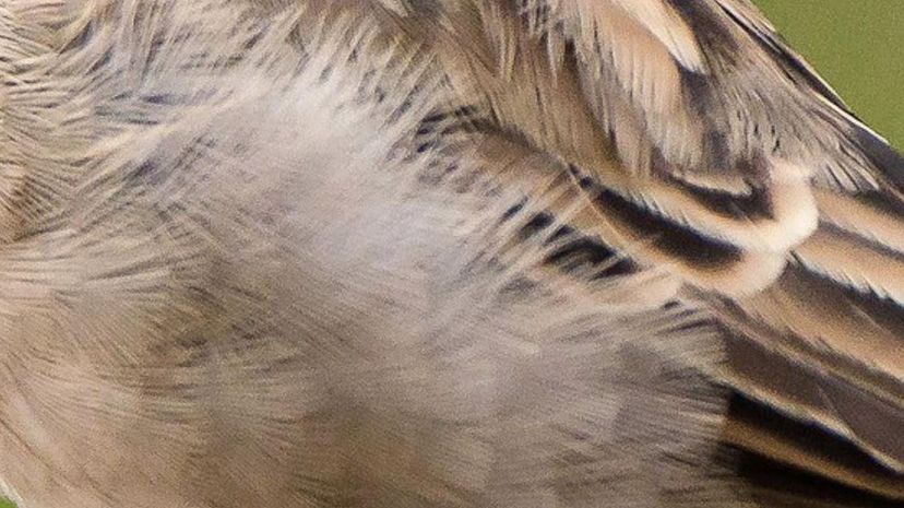 Closeup of a bird's body covered in brown feathers with white