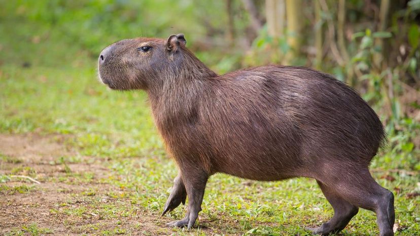 The Capybaras