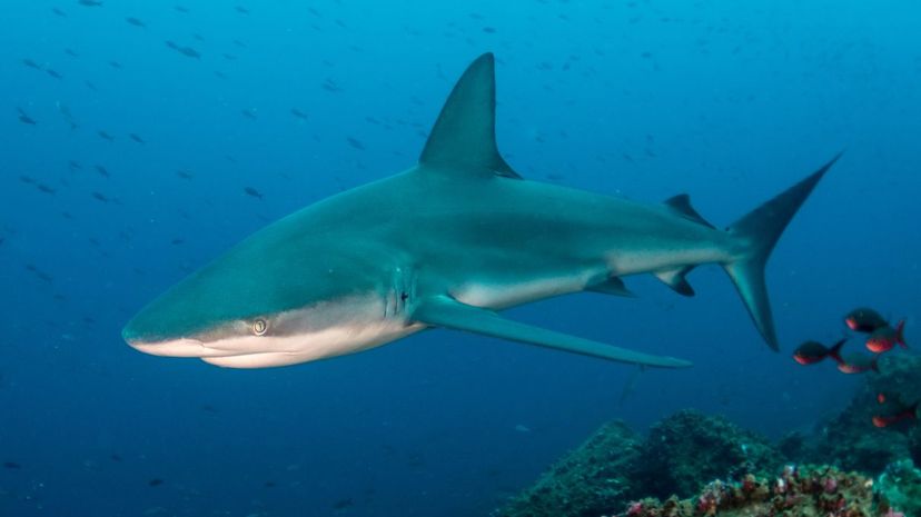 Galapagos shark