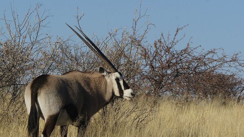 Beisa Oryx