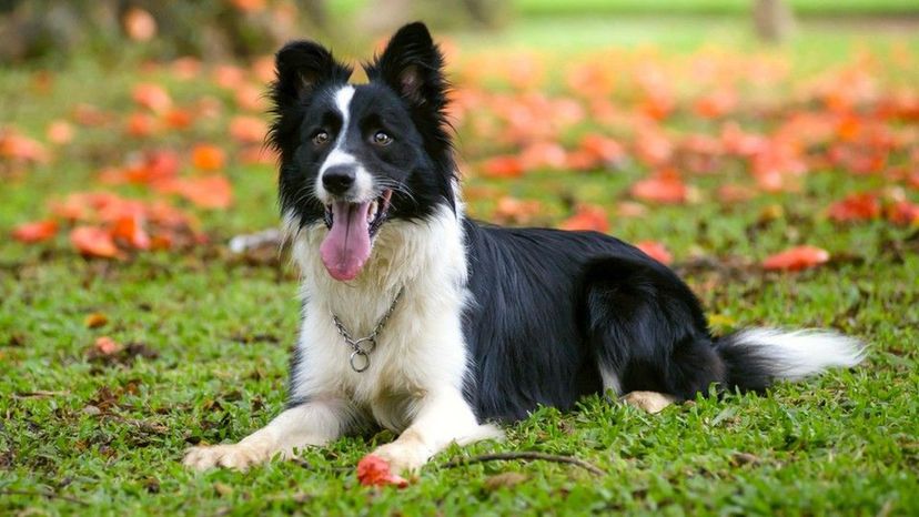 Collie