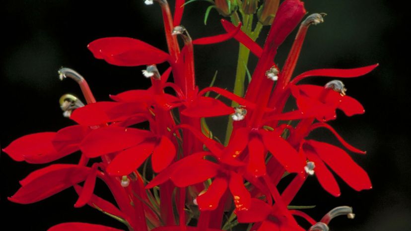 cardinal-flower