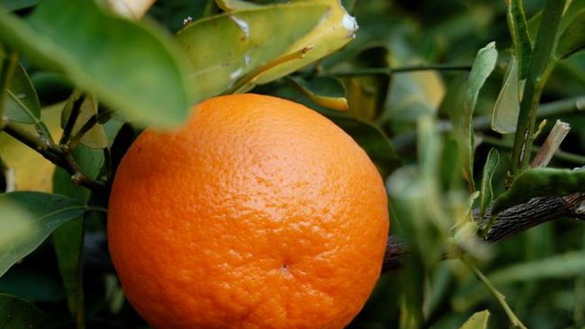 tangerine Fruit