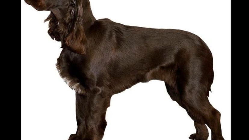 Field Spaniel