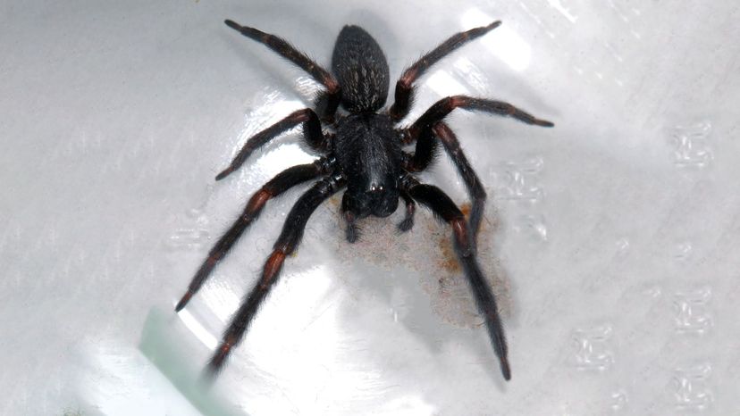 Black house spider