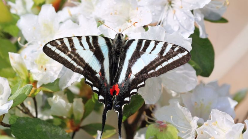 Zebra Swallowtail Butterfly