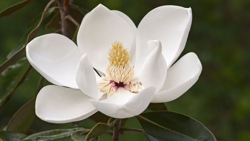 Magnolia