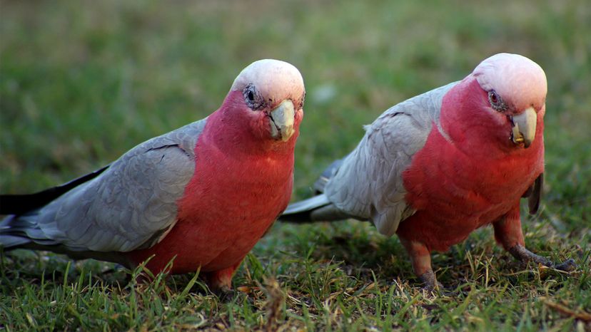 Cockatoos