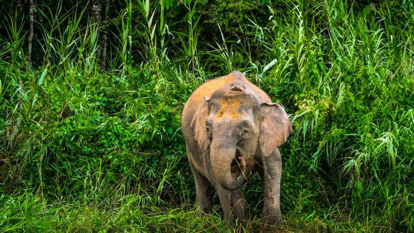 Borneo Pygmy Elephant