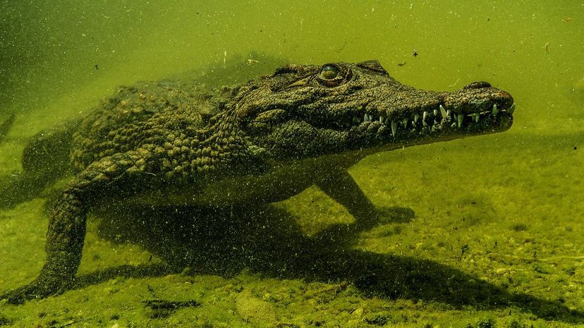 Q 28 Crocodile submerged logs and branches