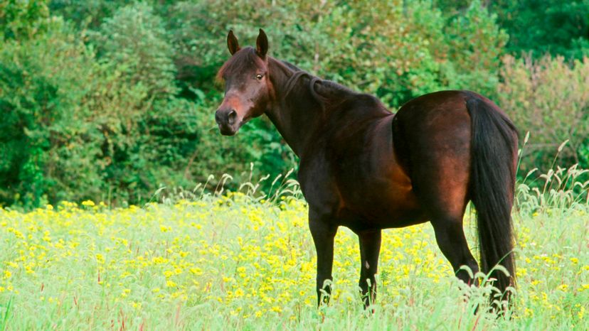 Morgan horse