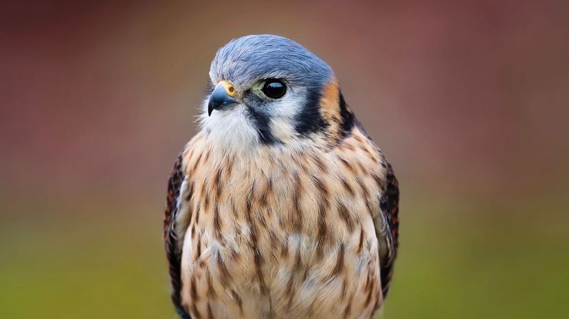 American kestrel