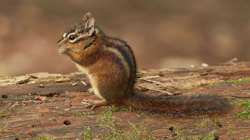 Chipmunk