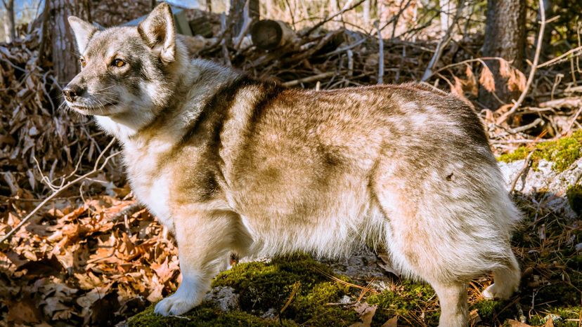 Swedish Vallhund