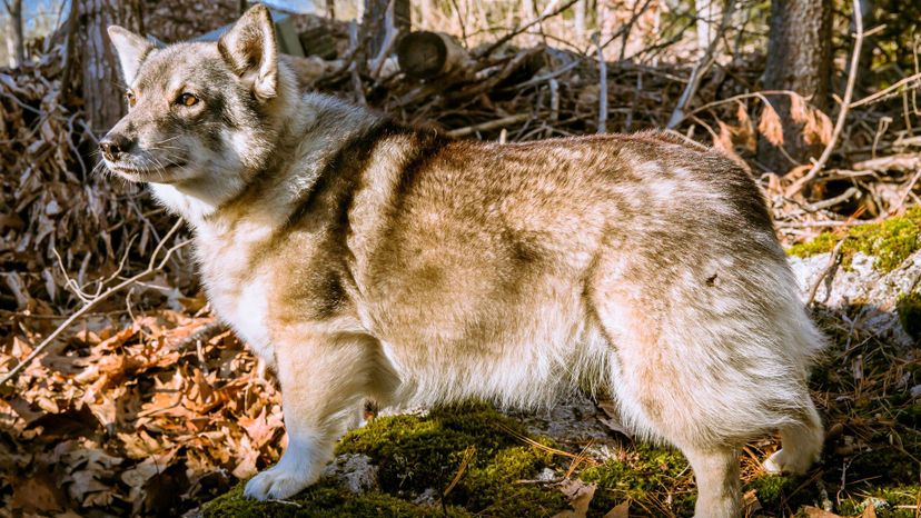 Swedish Vallhund