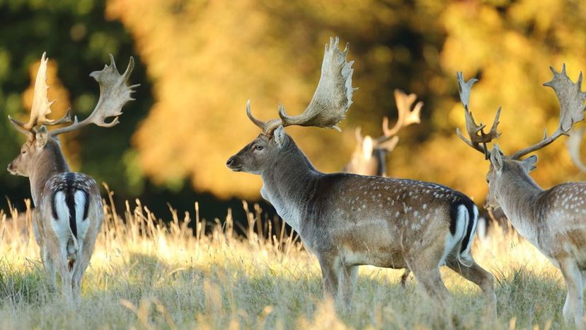 Fallow Deer