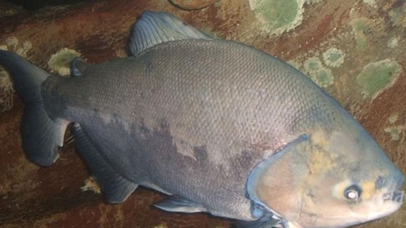 Pacu Fish