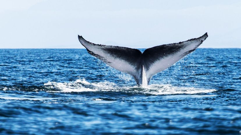 9 blue whale